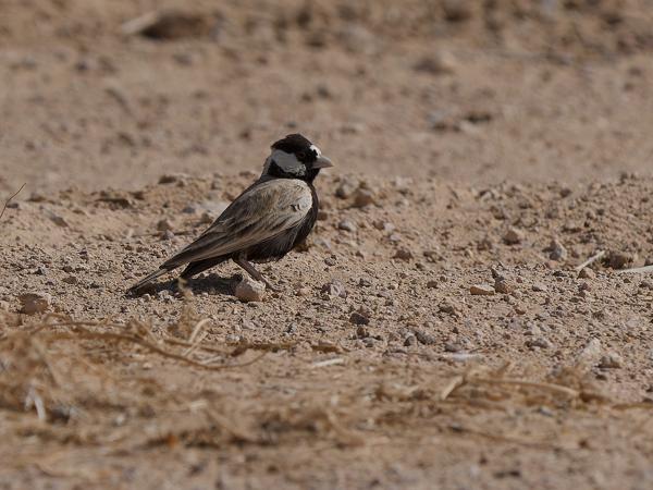 <h3><a href="/trips/oman/biota/animalia/chordata/aves/040 passeriformes/073 alaudidae/eremopterix nigriceps/eremopterix nigriceps-nl.html">Eremopterix&nbsp;nigriceps</a> / Black‑crowned&nbsp;sparrow‑lark / Zwartkruinvinkleeuwerik</h3>OM-1 Mark II met OLYMPUS M.150-400mm F4.5, 1/2500 sec  bij F5.6, ISO 200, afstand 18.2&nbsp;m